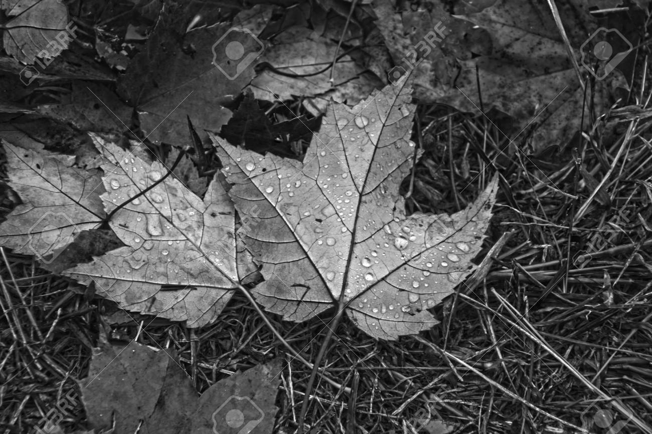 72260276-autumn-leaves-with-rain-drops-done-in-black-and-white